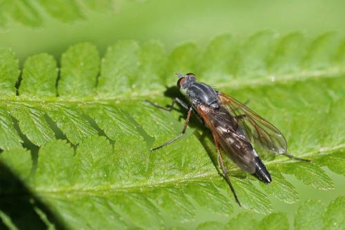 Pandivirilia caesia